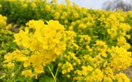 イベント：サムネイル画像