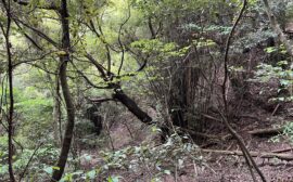 イベント：サムネイル画像