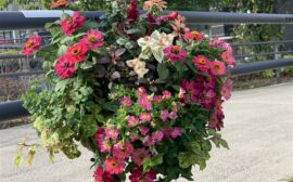 イベント：サムネイル画像