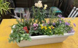 イベント：サムネイル画像