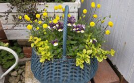 一人一花運動：サムネイル画像